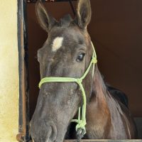 IMG_9454